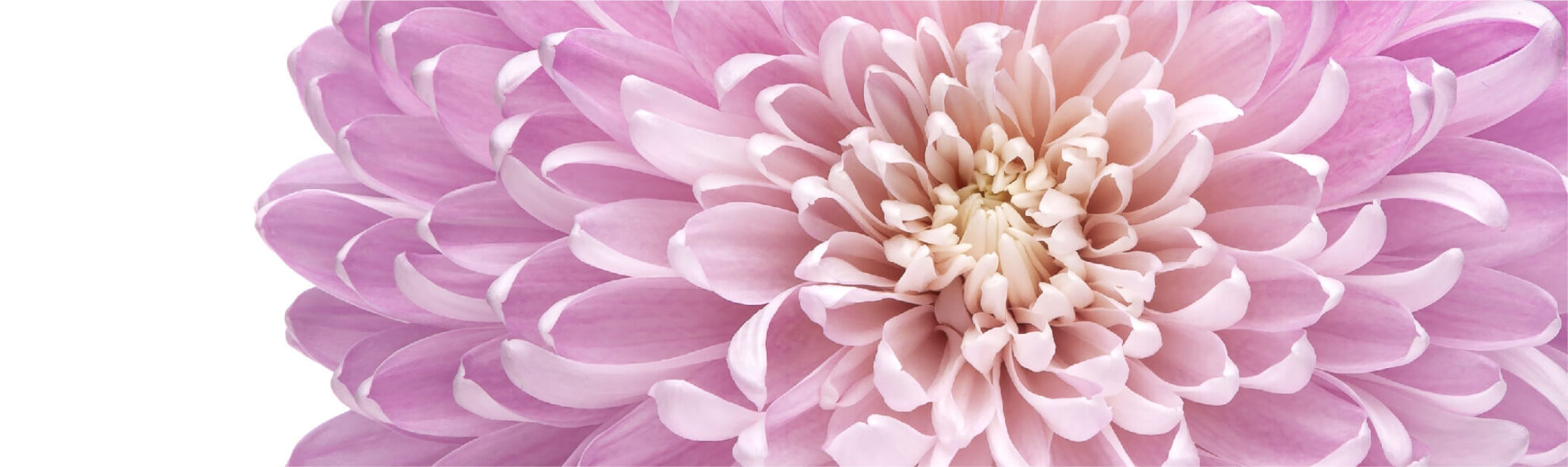 Super Mums Florexpo Catalog