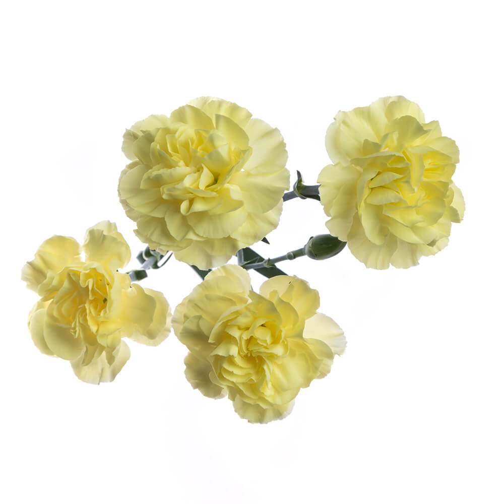 Mini Carnation Gold Strike Florexpo