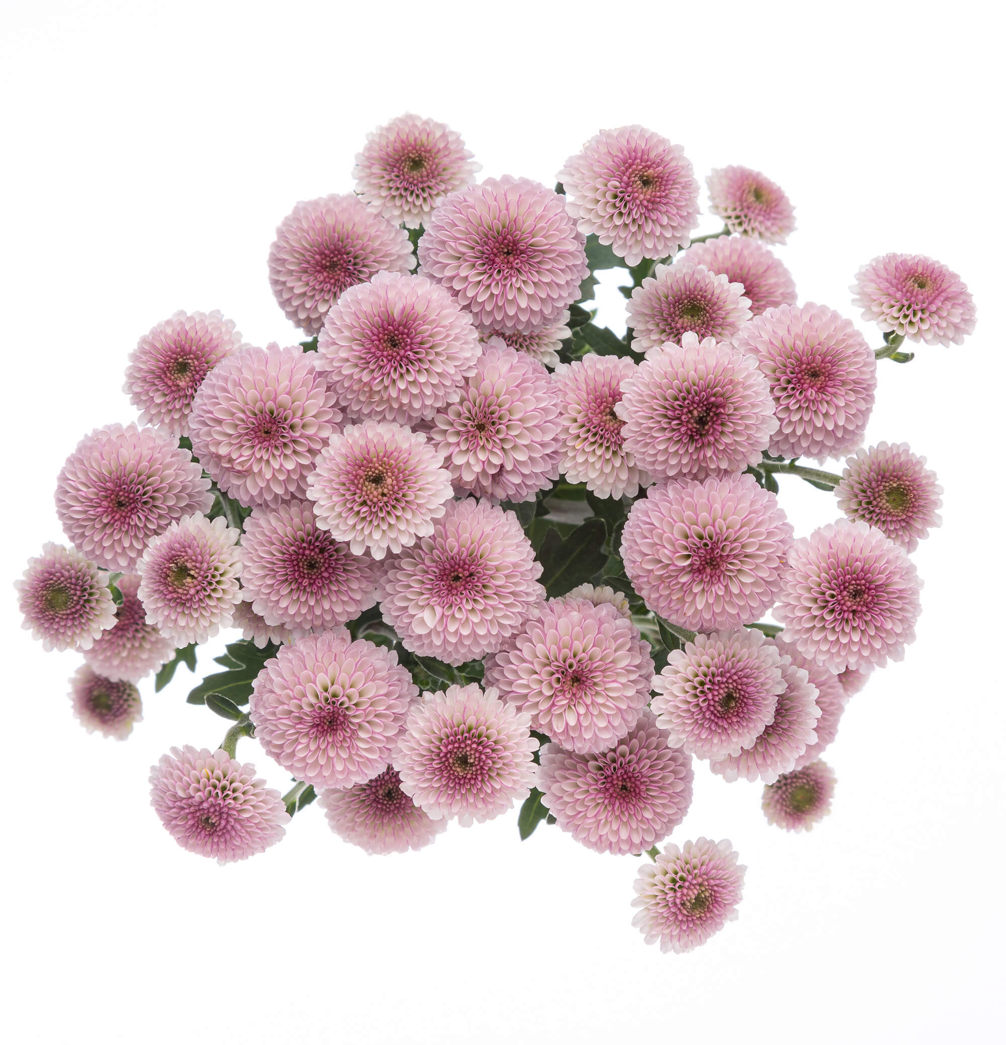 Pompom さん Pompon Painted Sand (60 Stems) - Samsclub.com