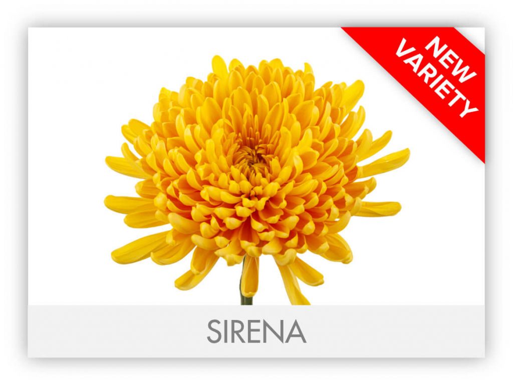 Super Mums Florexpo Catalog