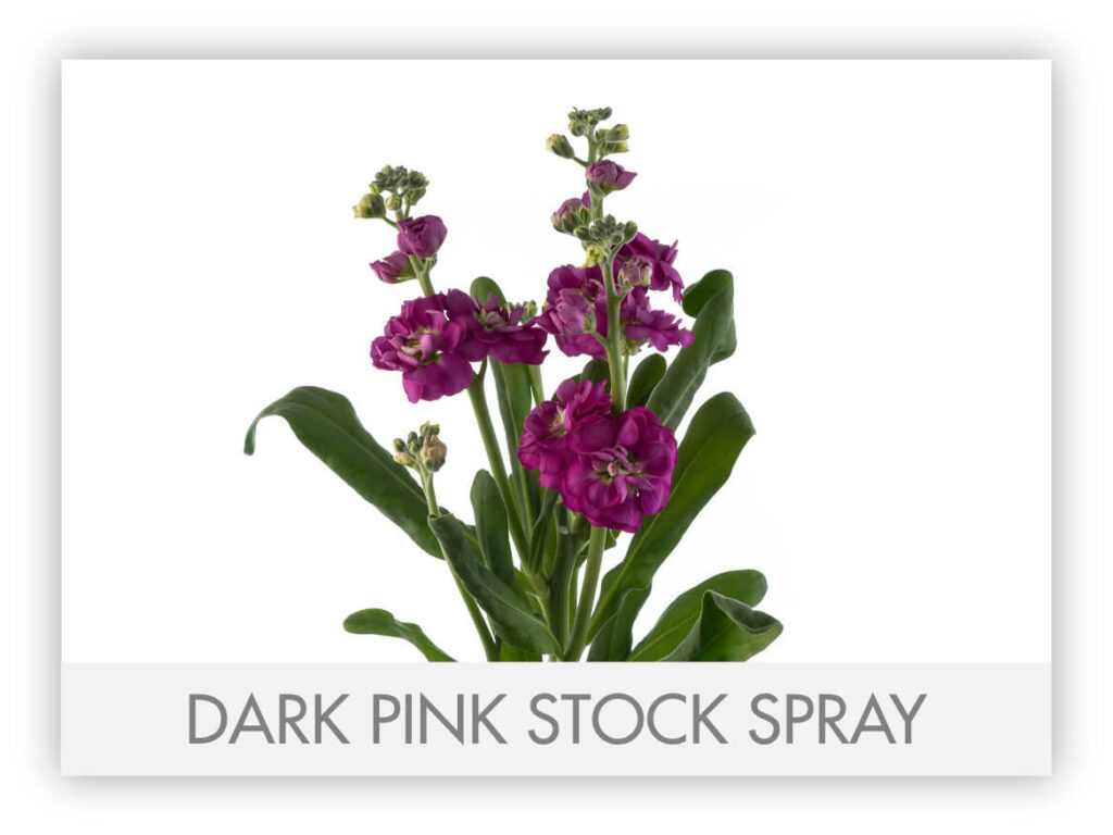 Spray Stock Gallery – Florexpo Catalog