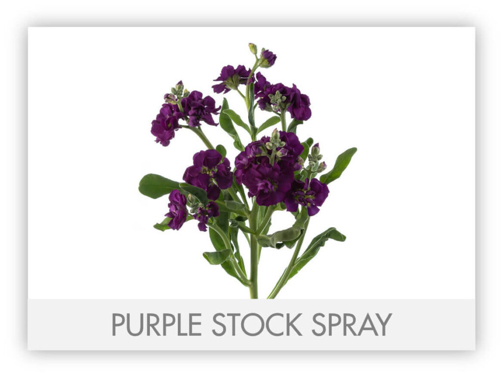 Spray Stock Gallery – Florexpo Catalog