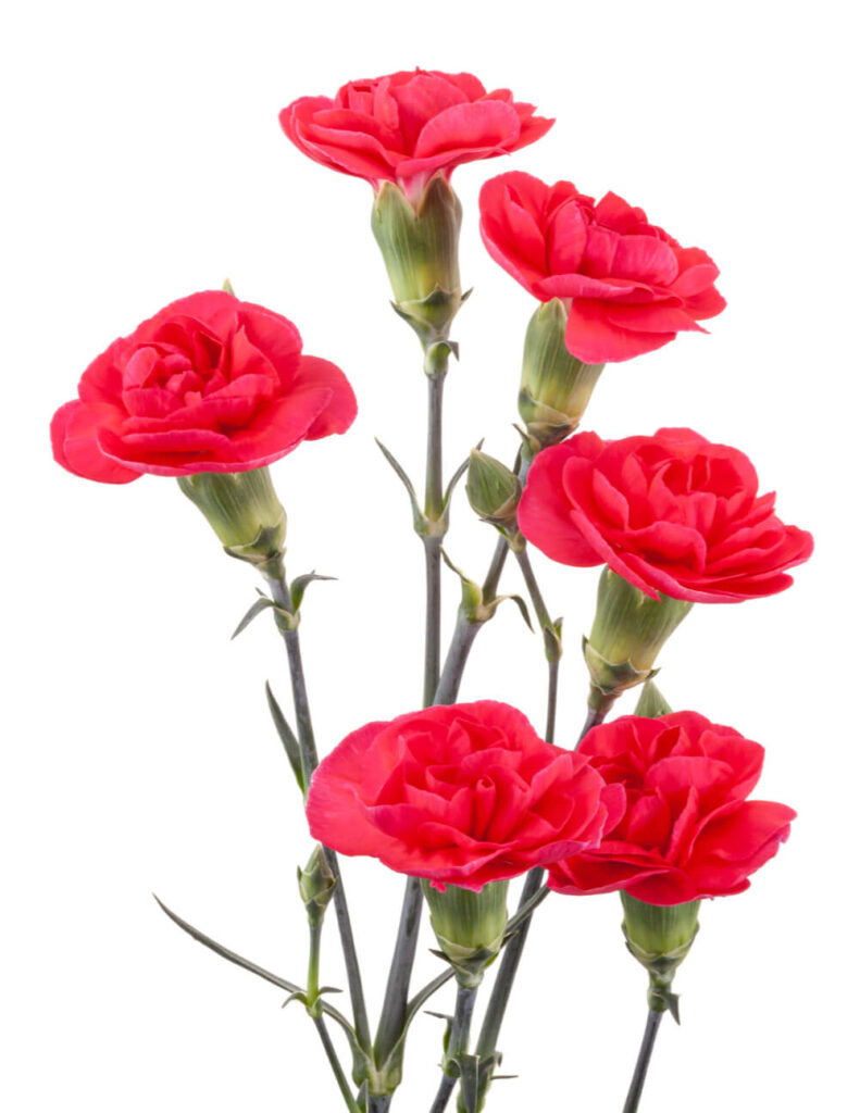Mini carnation sakura florexpo catalog