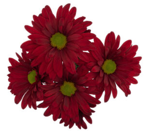 Pompon Daisy Phoenix Eagle – Florexpo Catalog
