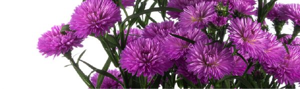 ASTER-100