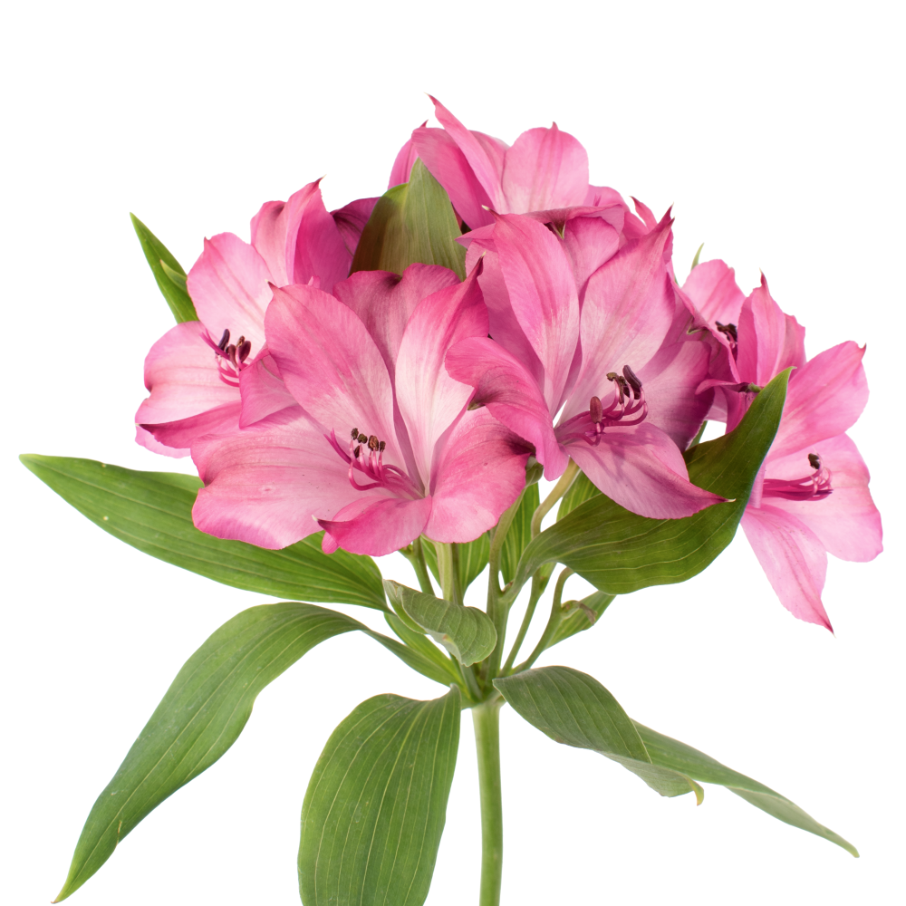 Alstroemeria INTENZ DPK frontal Alstroemeria INTENZ DPK frontal