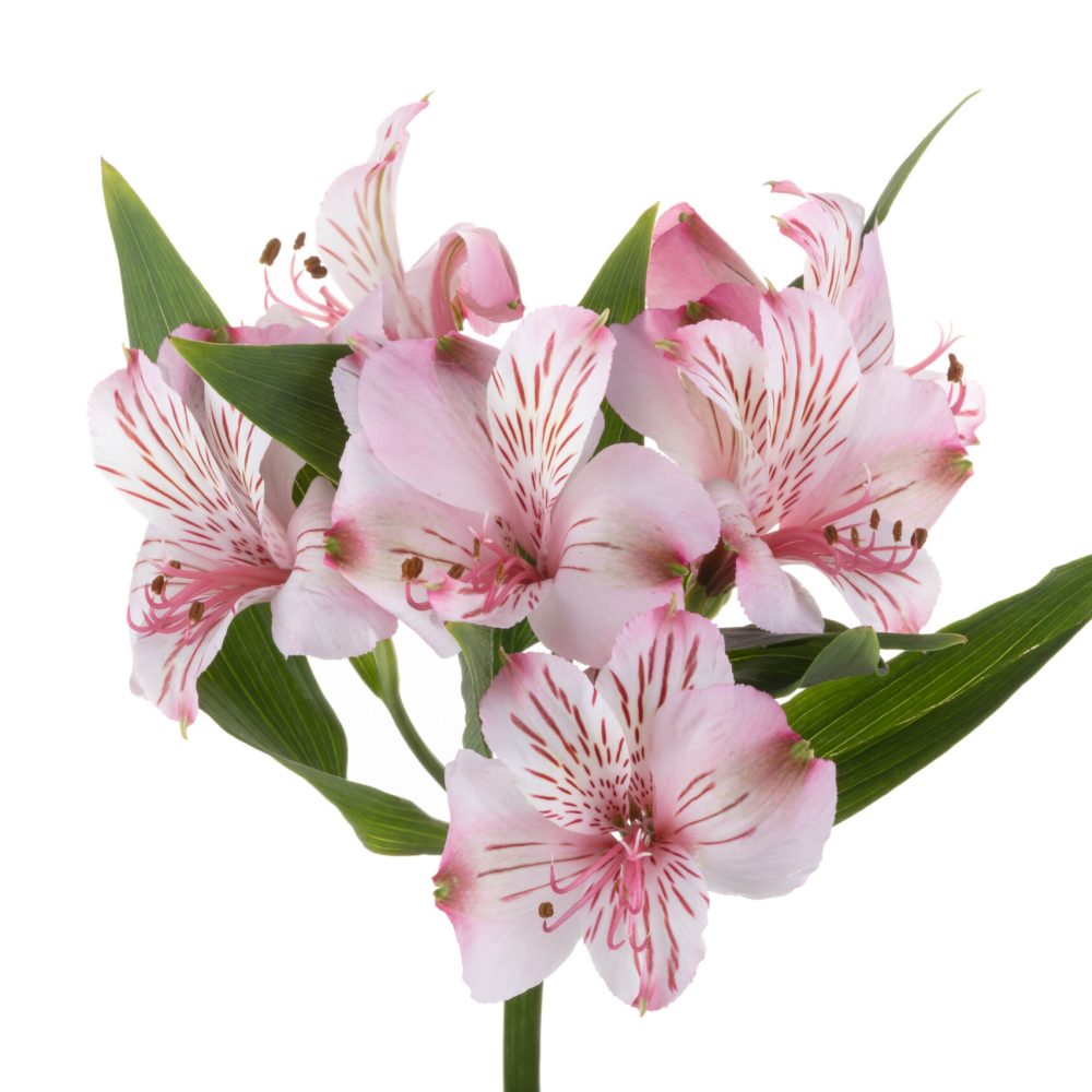Alstroemeria Jane (1) Alstroemeria Jane (1)