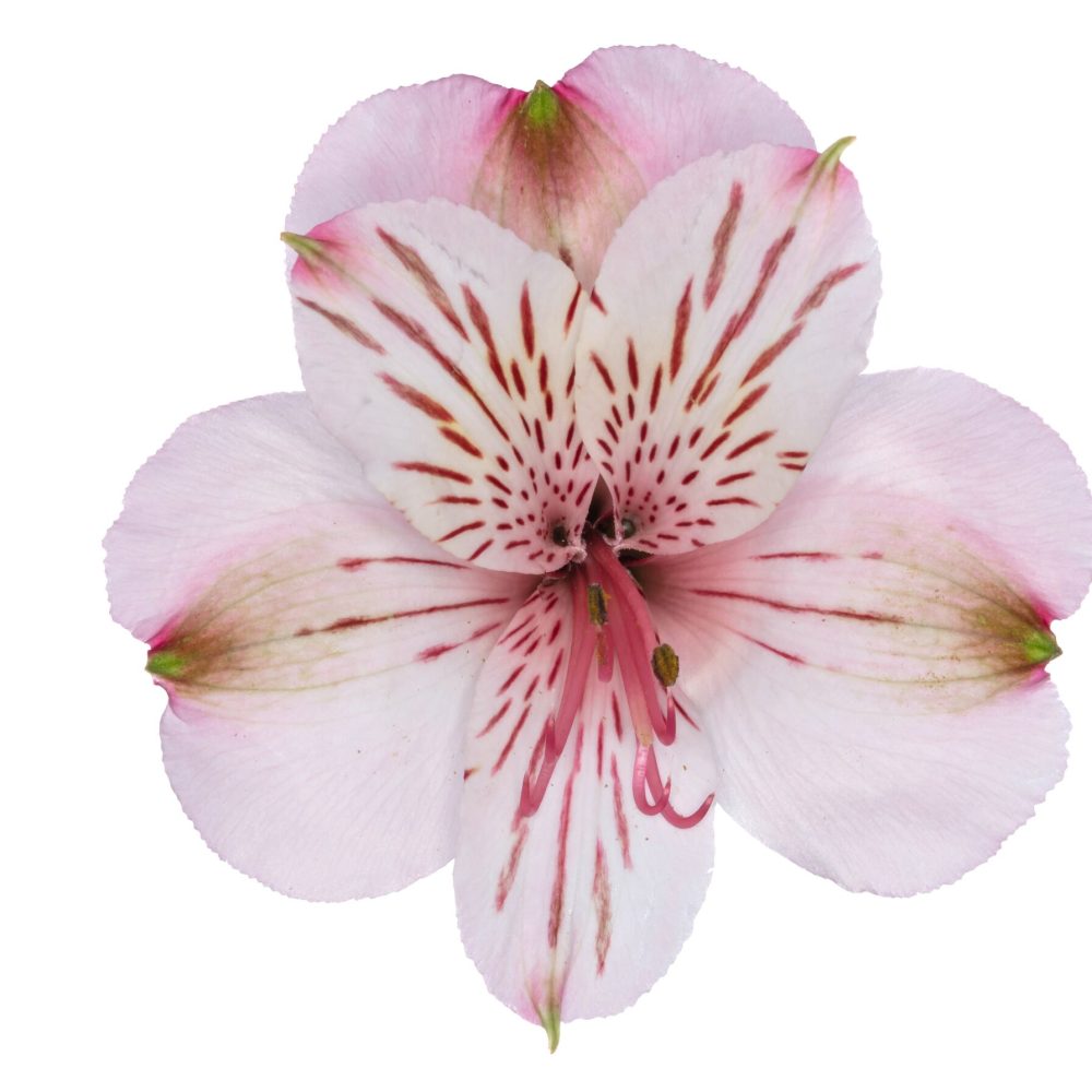 Alstroemeria Jane 1 Alstroemeria Jane 1