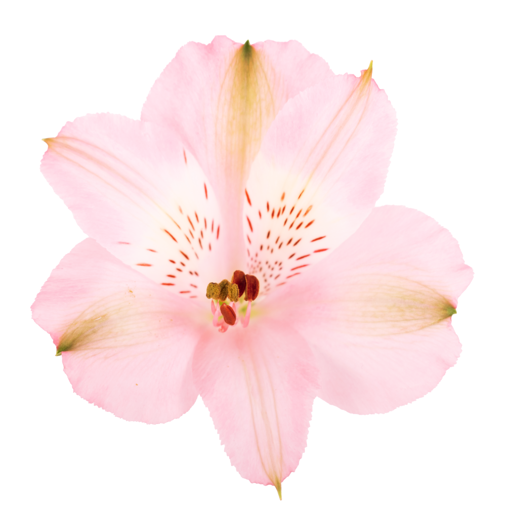 Alstroemeria STEPHANIE PK cenital2 Alstroemeria STEPHANIE PK cenital2