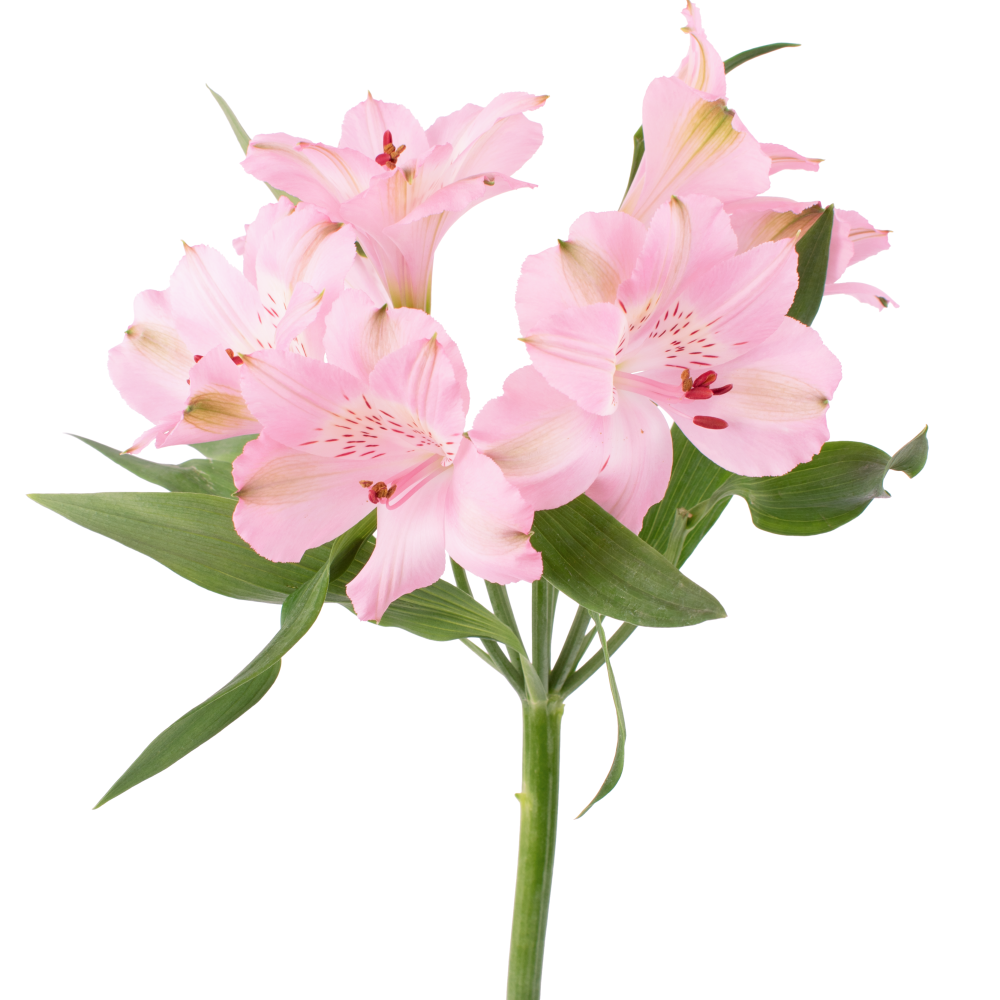 Alstroemeria STEPHANIE PKfrontal Alstroemeria STEPHANIE PKfrontal