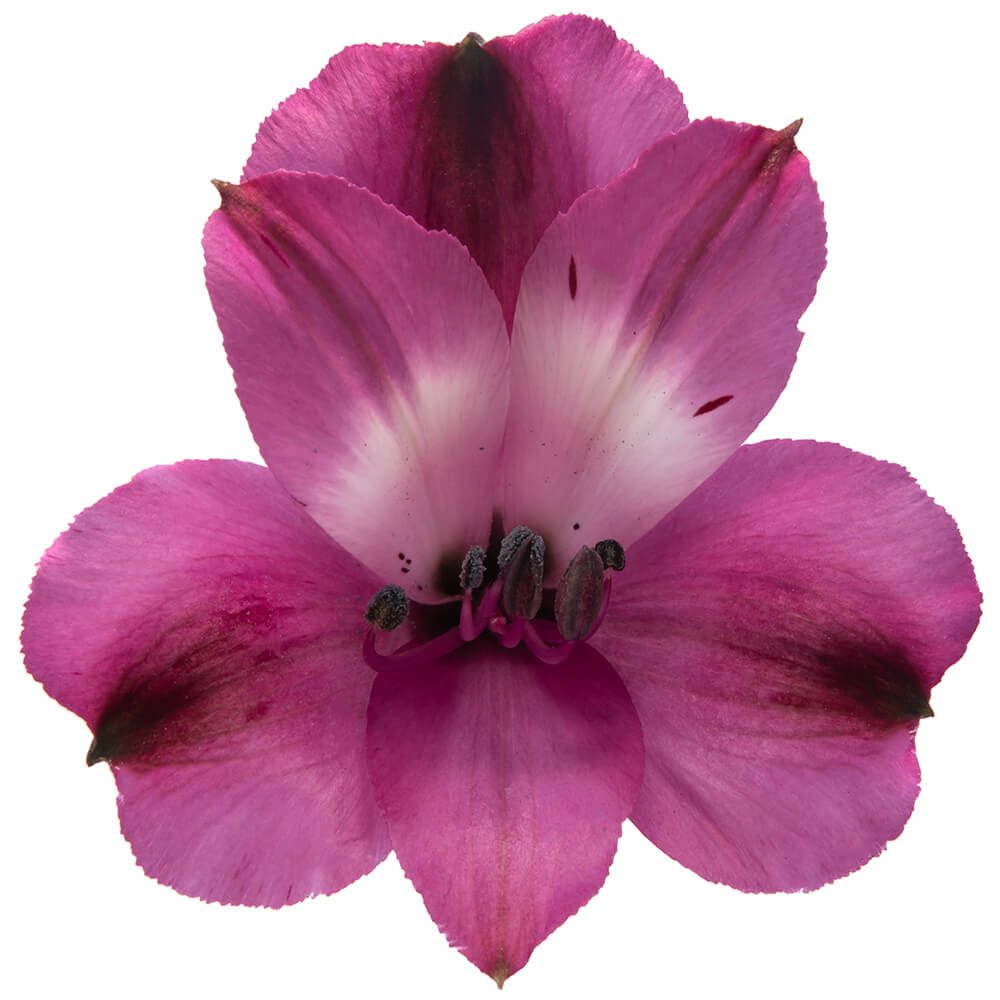 BRIGHT ORCHID BRIGHT ORCHID