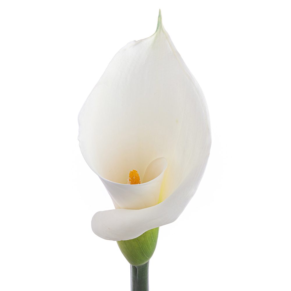 CALLA LILY