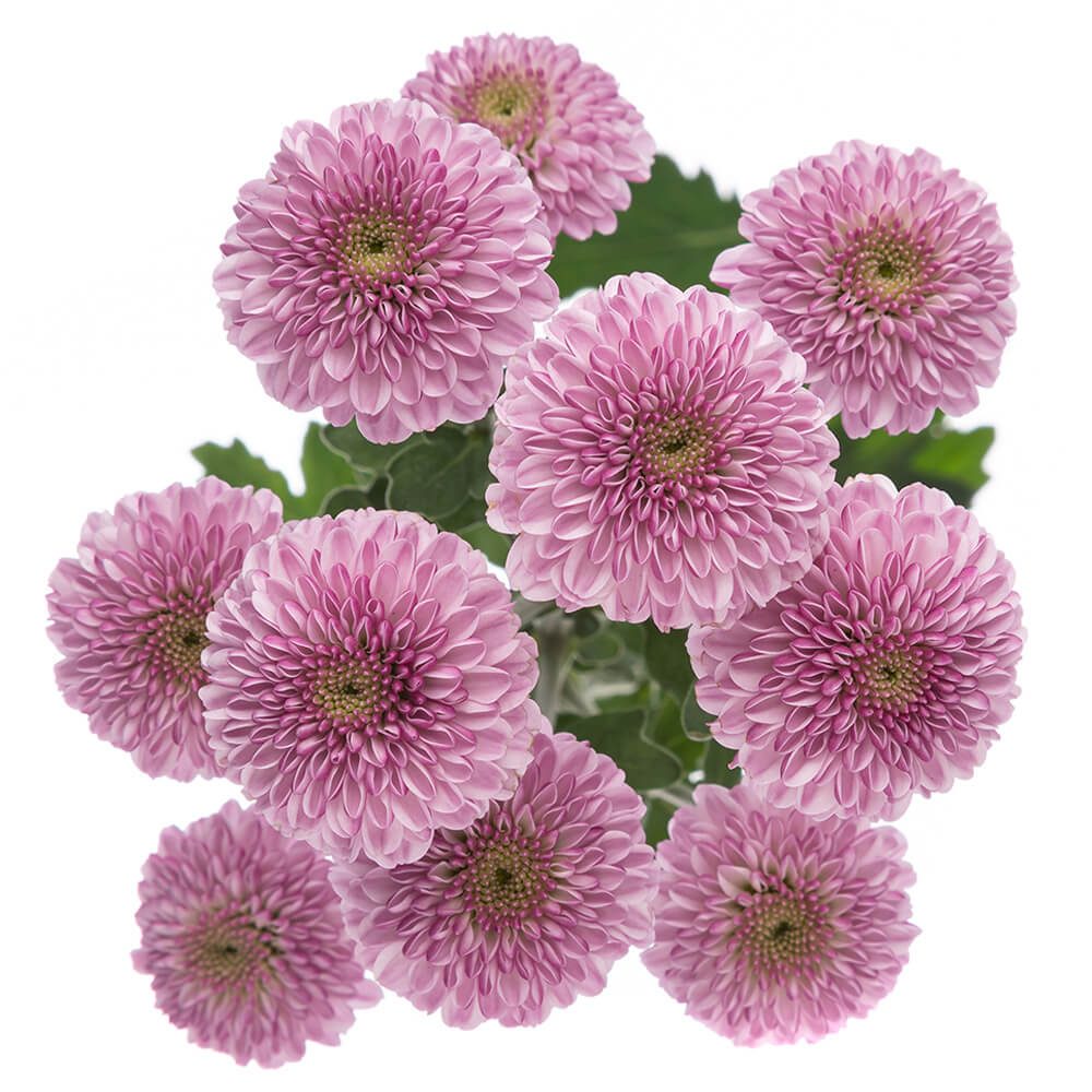 DELIROCK PINK DELIROCK PINK