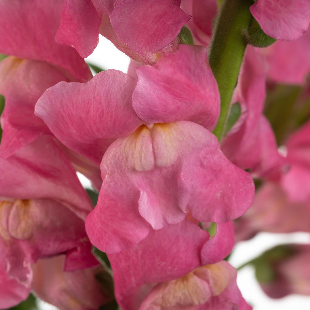 Dark Pink Snapdragon