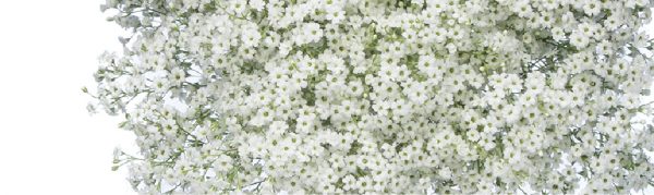 GYPSOPHILA-100