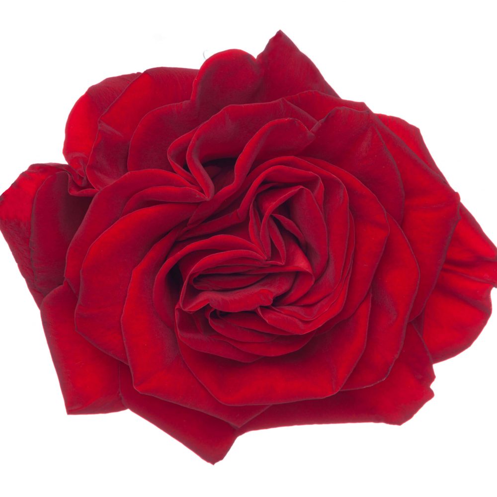 Ah!Maze Rose Hearts – Florexpo Catalog