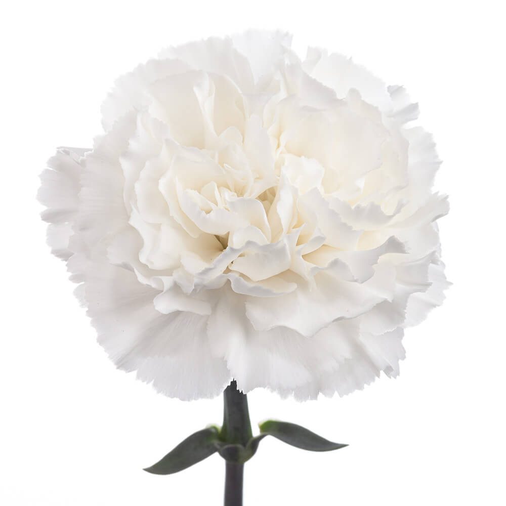Carnation Komachi Blanco Florexpo Catalog