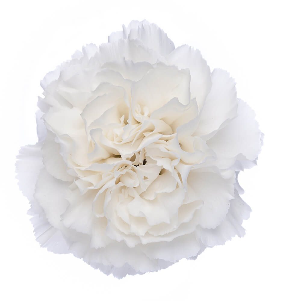 Carnation Komachi Blanco Florexpo Catalog