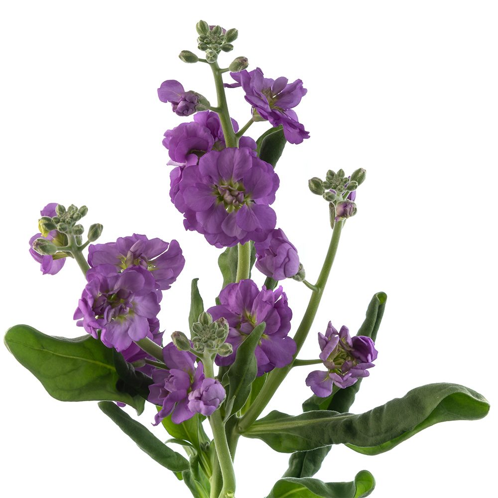 LAVENDER SPRAY STOCK LAVENDER SPRAY STOCK