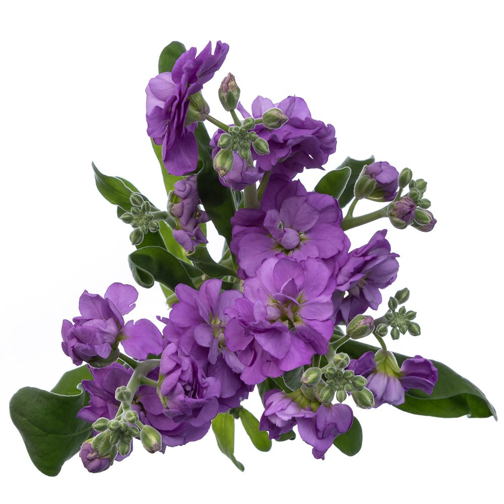 LAVENDER SPRAY STOCK LAVENDER SPRAY STOCK