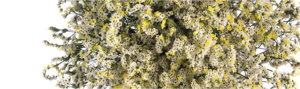 LIMONIUM-100