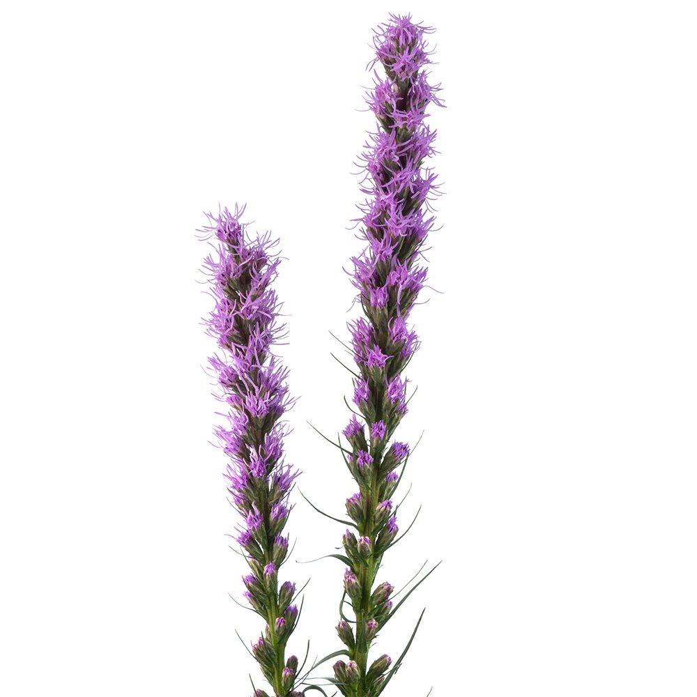 Liatris Liatris