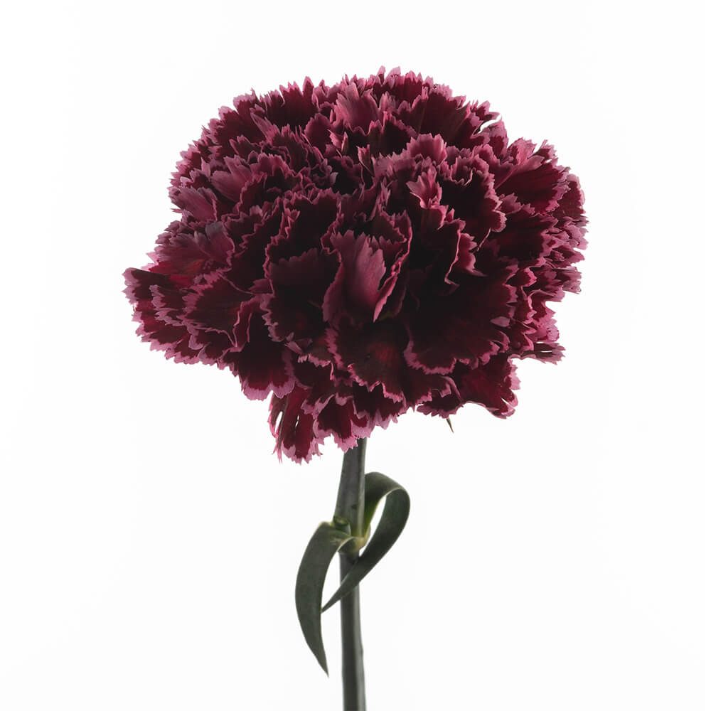 Nobbio Burgundy