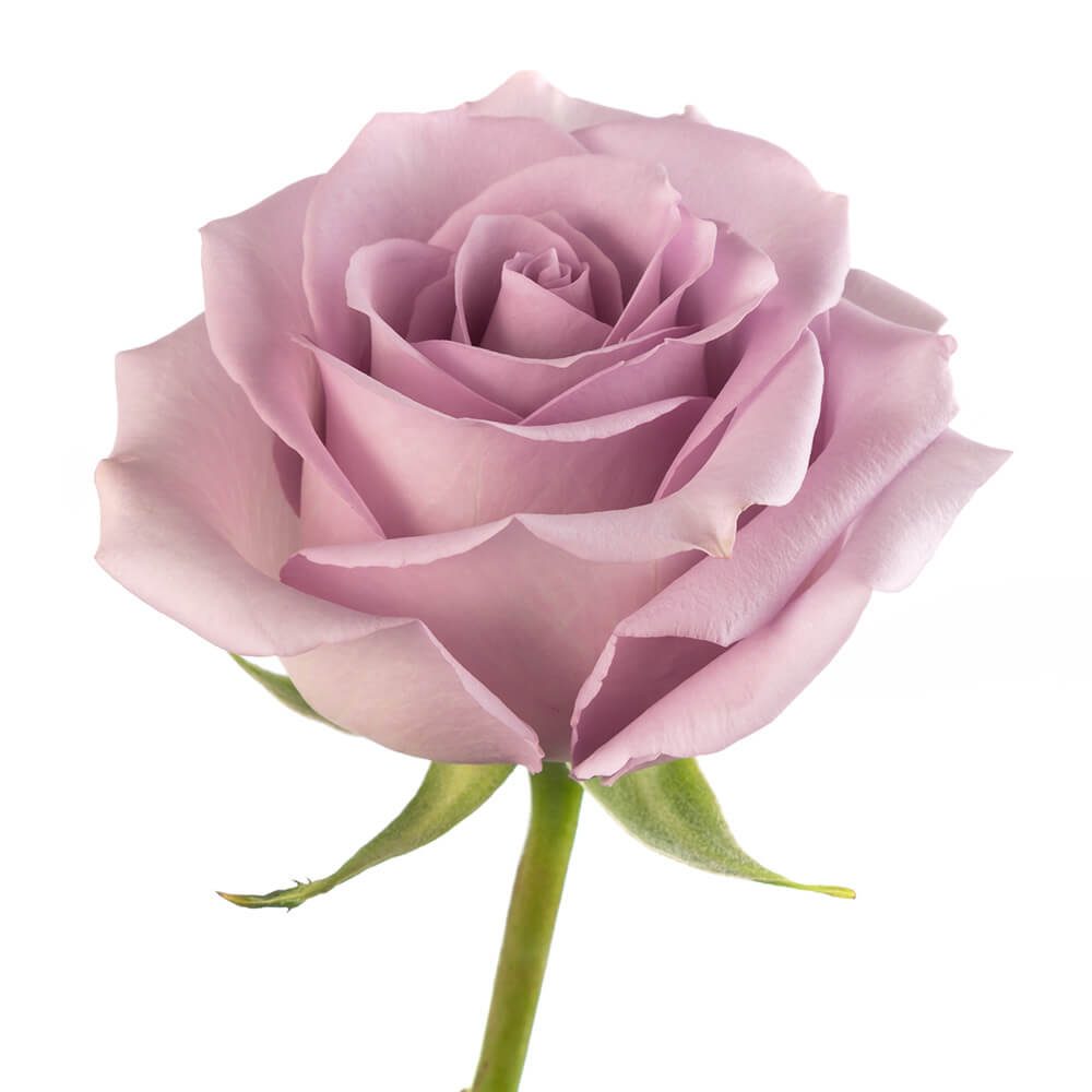 OCEAN SONG OCEAN SONG