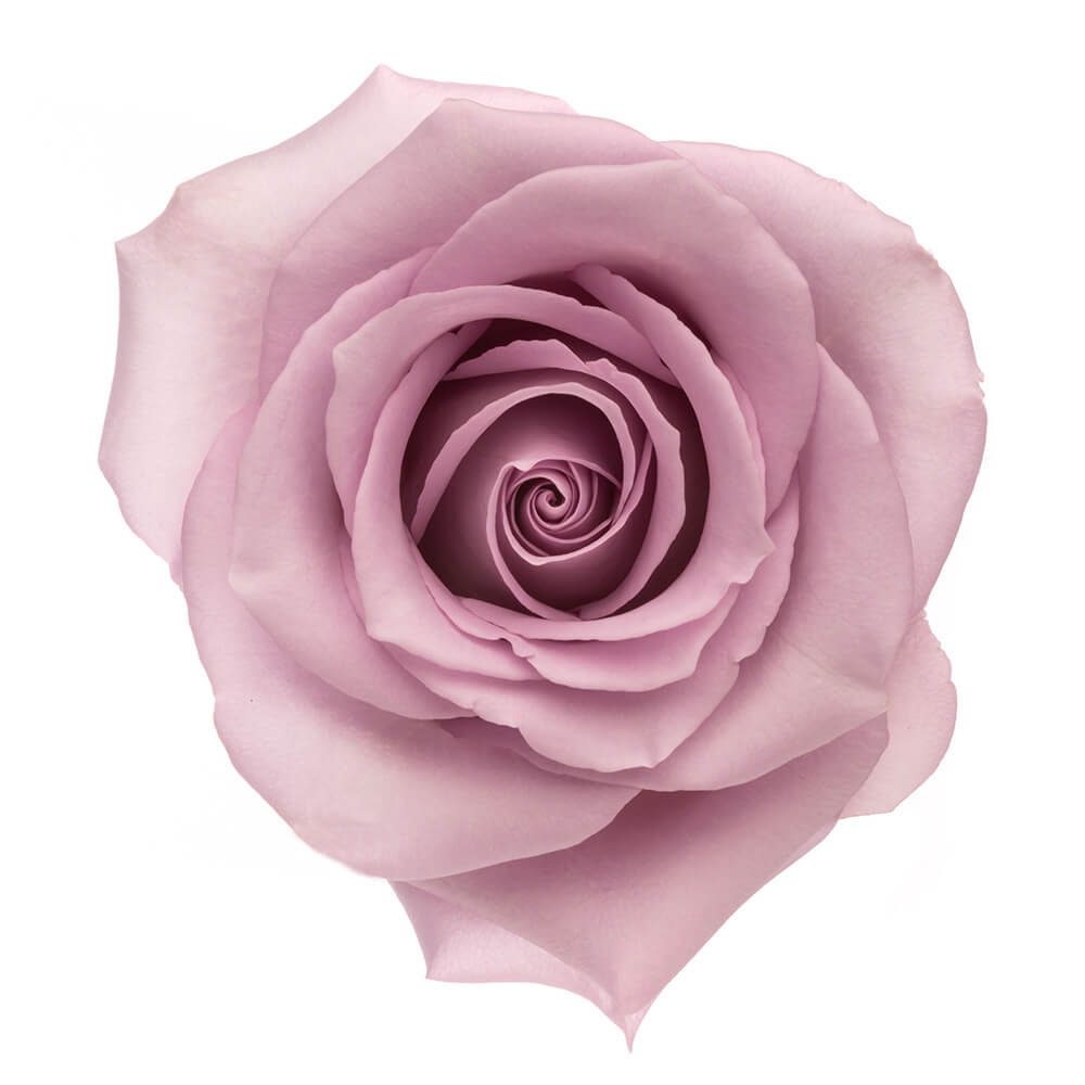 OCEAN SONG OCEAN SONG