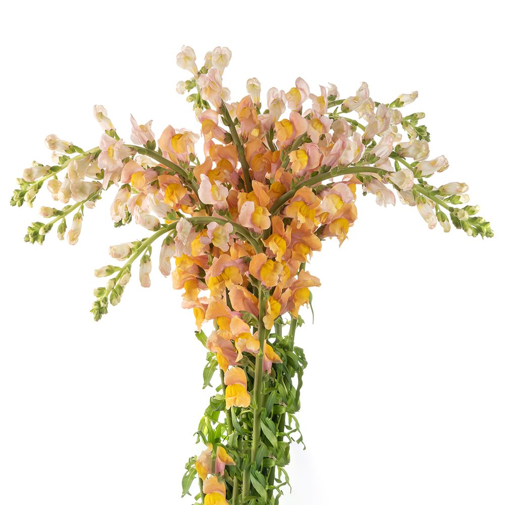 ORANGE SNAPDRAGON