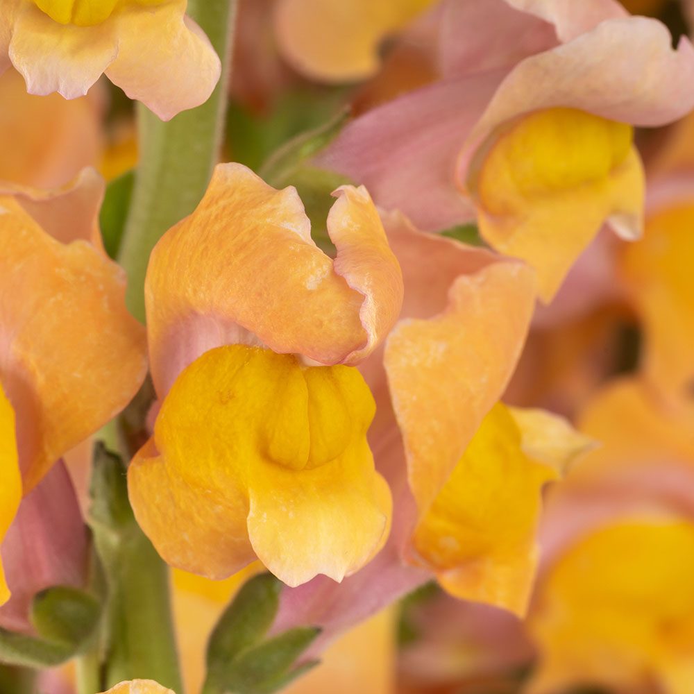 Orange Snapdragon