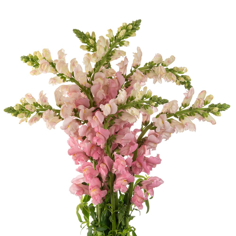 PINK SNAPDRAGON