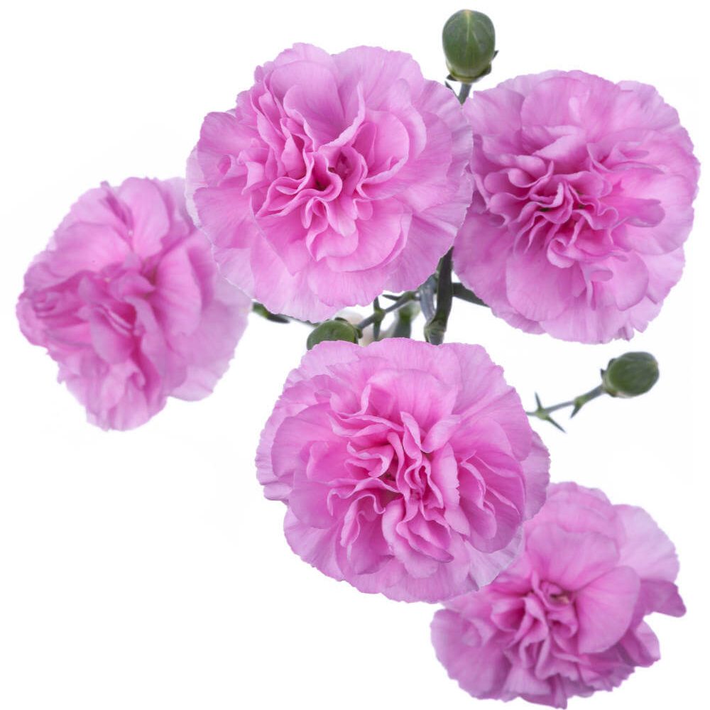 PROVENZA_1 PROVENZA_1