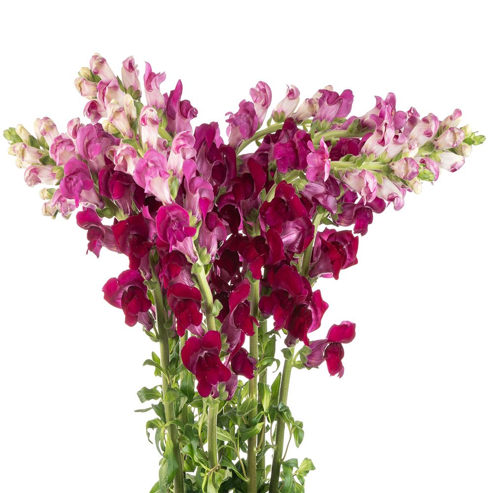 PURPLE SNAPDRAGON