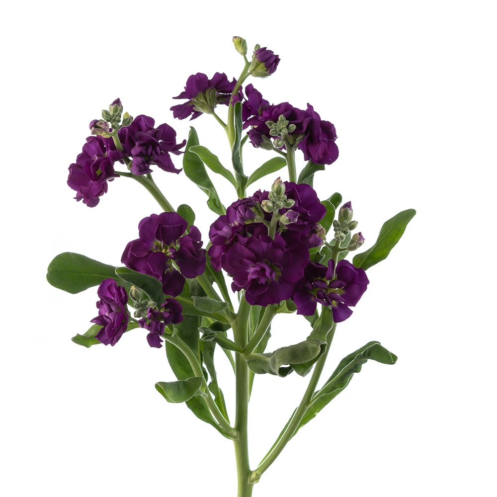 PURPLE SPRAY STOCK PURPLE SPRAY STOCK