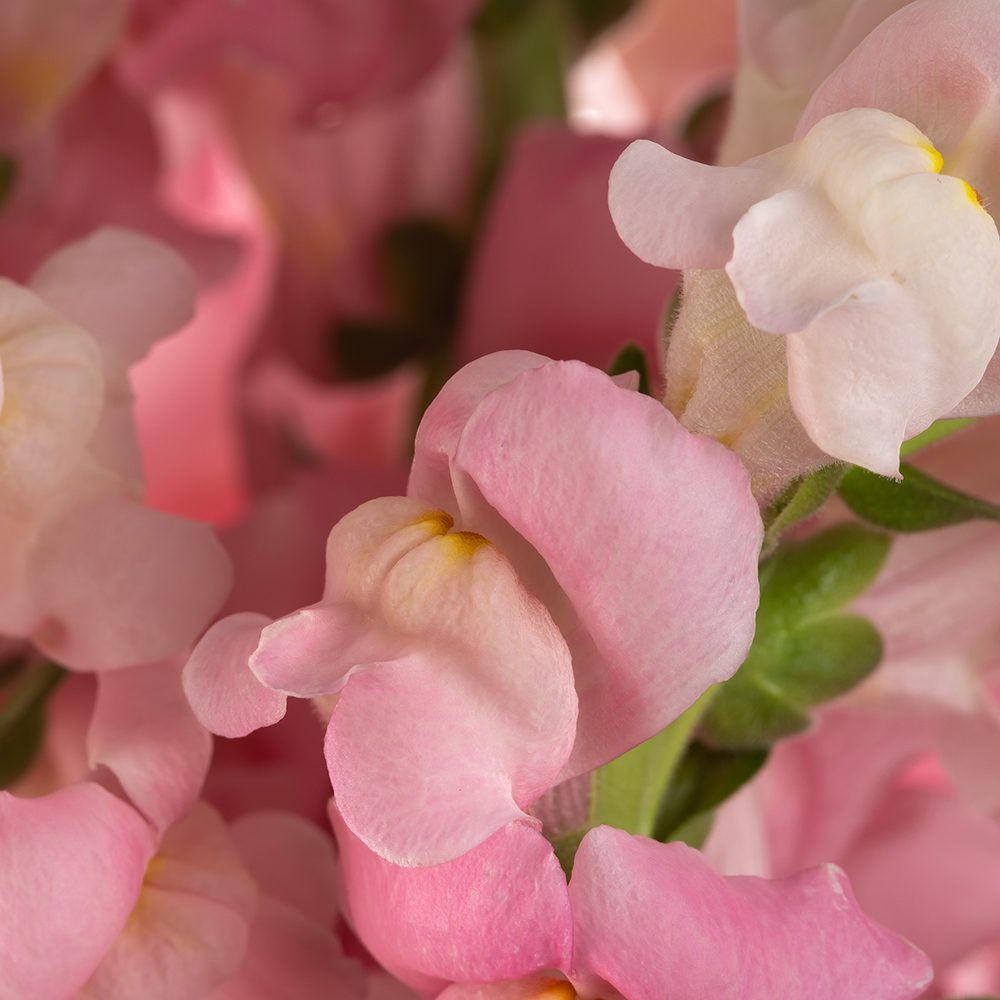 Pink Snapdragon