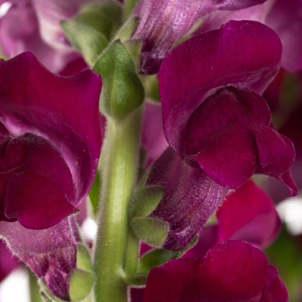 Purple Snapdragon Purple Snapdragon