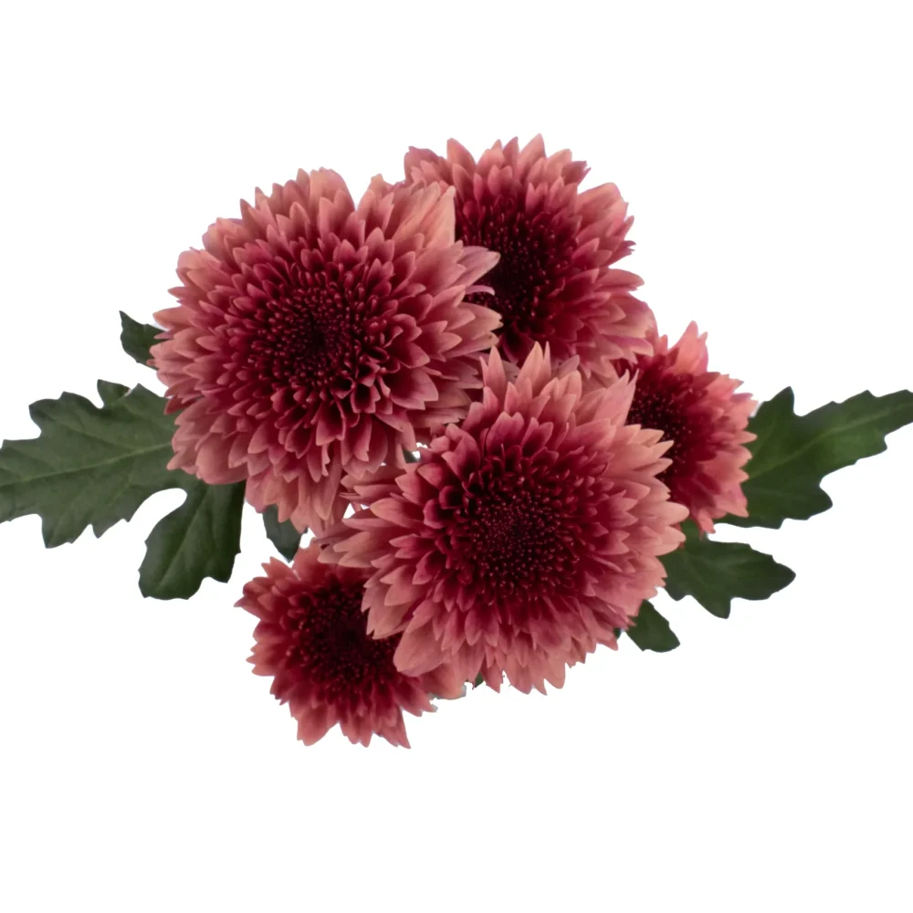 RASPBERRY BRULEE CENITAL