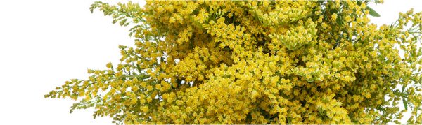 SOLIDAGO-100