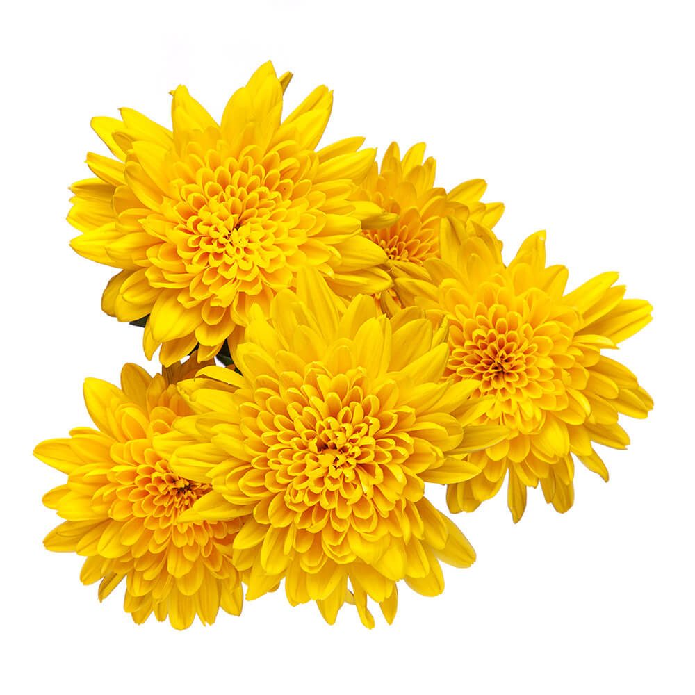 SUNKISS_1g SUNKISS_1g