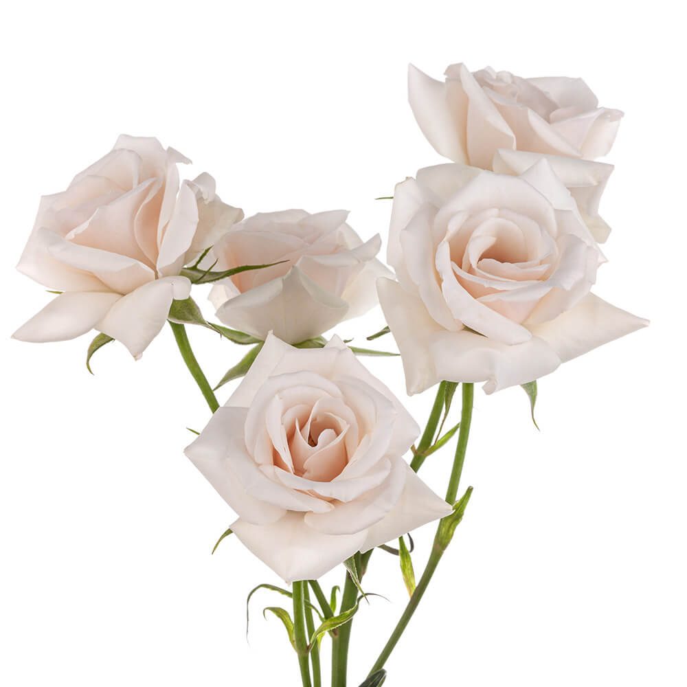 Spray Rose White Majolica Florexpo Catalog