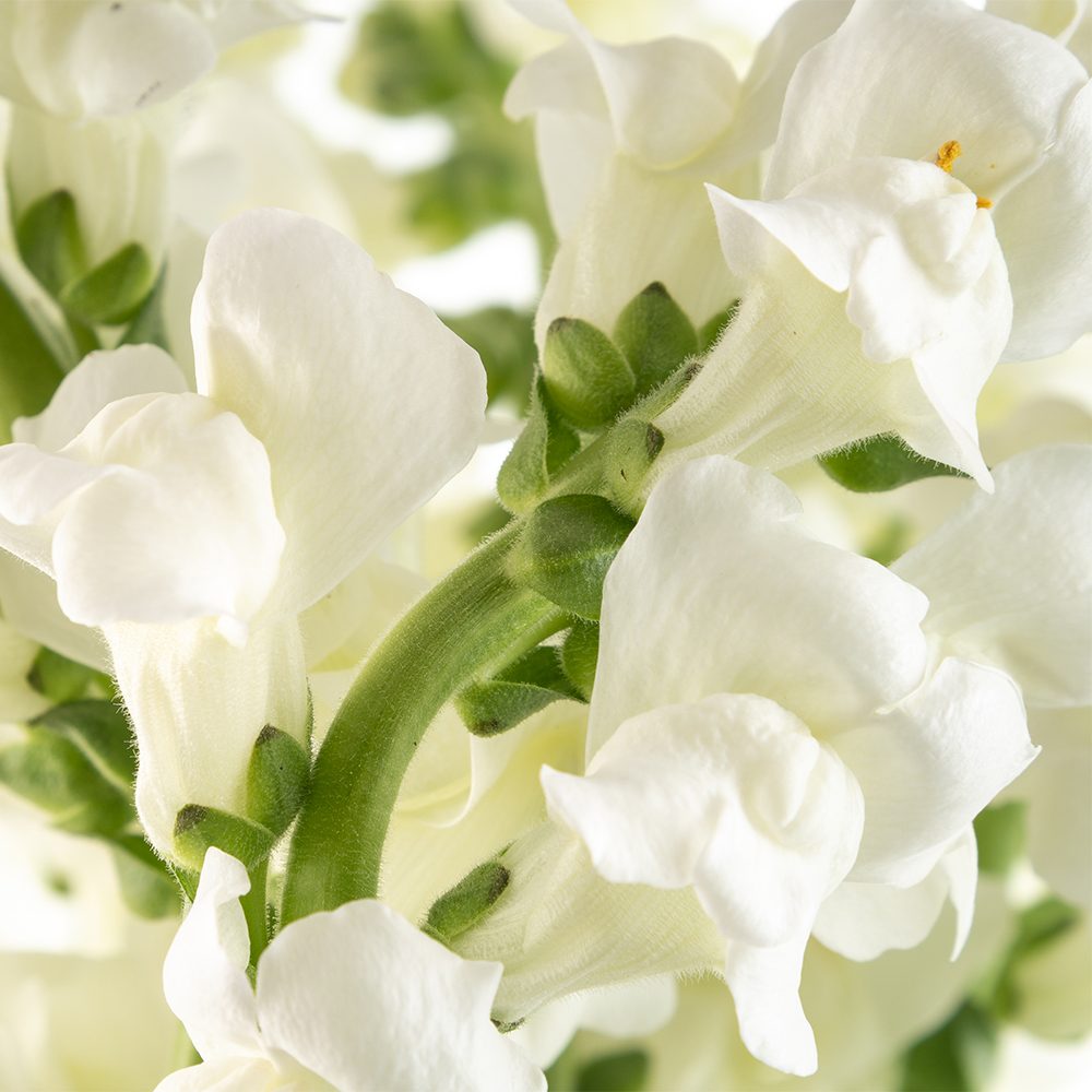 White Snapdragon